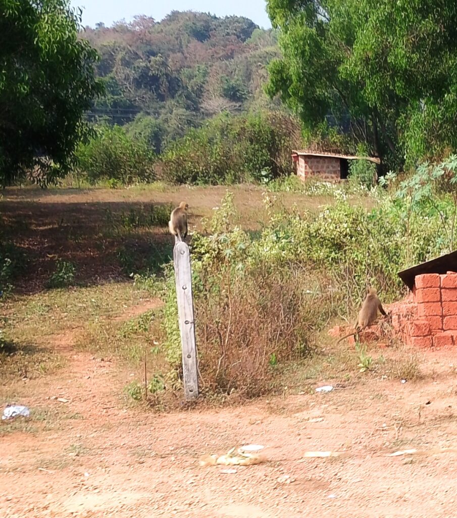 Palolem in South Goa 