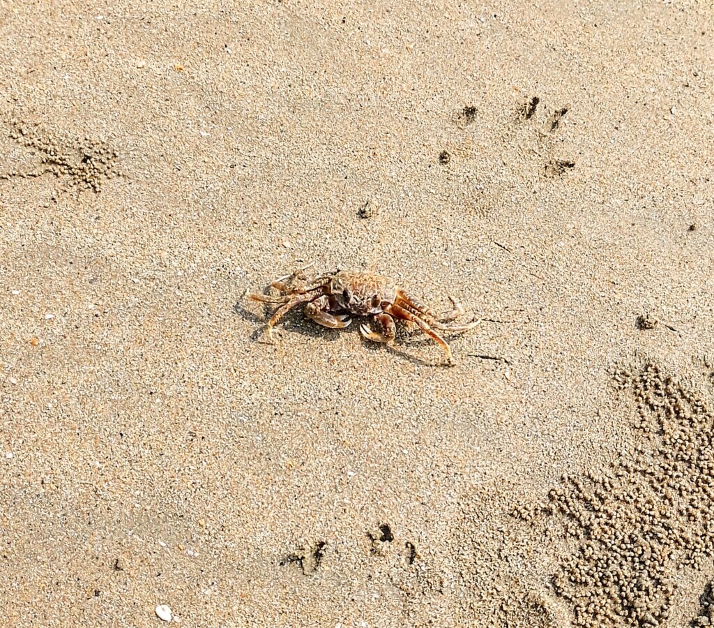 Palolem in South Goa 